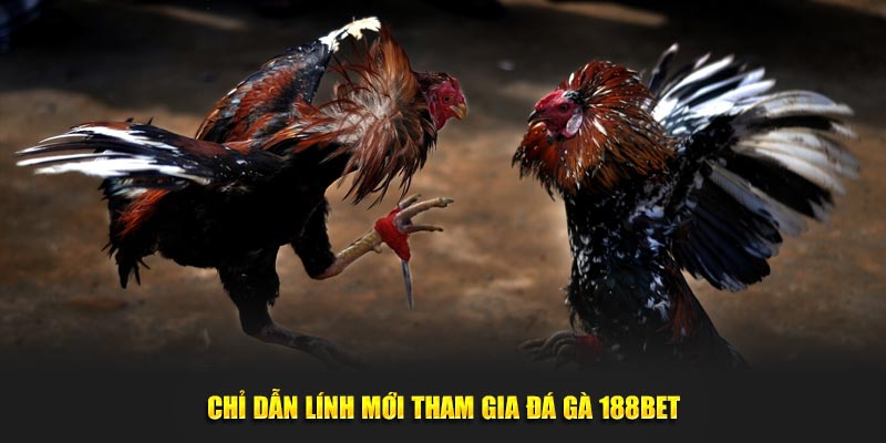 Chỉ dẫn lính mới tham gia đá gà 188BET