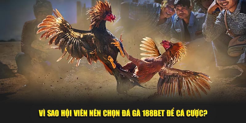 Vì sao hội viên nên chọn đá gà 188BET để cá cược?